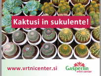 Kaktusi in Sukulente