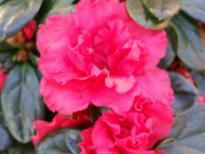 Azalea