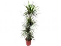 Dracena