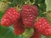 Maline in robide